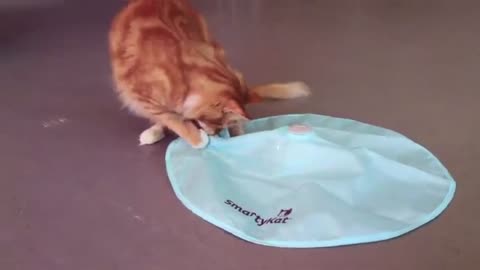 Cat SmartyKat Hot Pursuit Cat Toy