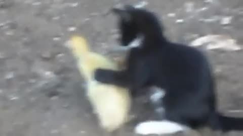 Fight, kitten vs Indian, tough, laughing, funny 2023 watch to the end