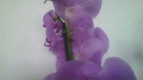 Beautiful purple orchids in the flower shop, real beauty [Nature & Animals]