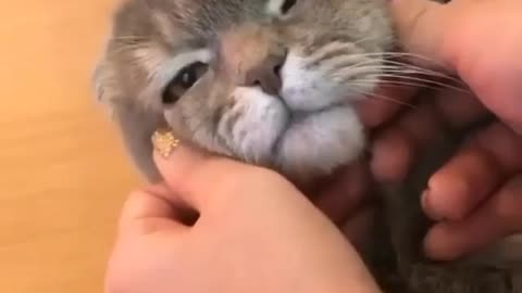 Cute cat 😻 😍 🥰😻/funny animal videos