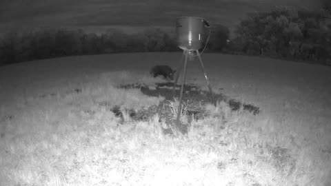 Big boar and BIG STORM in the background! 4.5.23