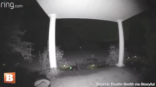 Bear Commits "Ding Dong Ditch" by Ringing Doorbell and Immediately Bailing