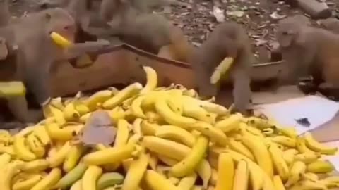 Baby Monkeys - Cute and Funny Monkey Videos Compilation #07 । #Wohanimals