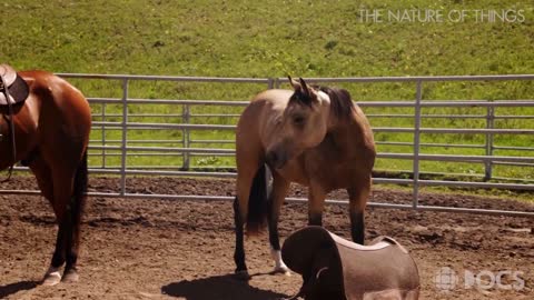 How to make a horse a friend. One cowboy's partnership with horses