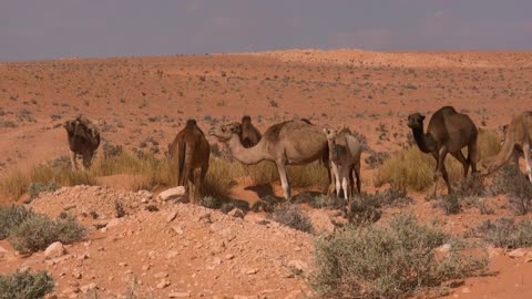 Sahara Desert & Dubai Desert-Drone footage