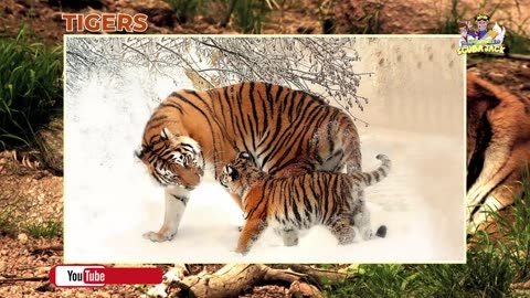 Tiger educational vedio