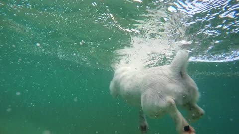 Dog Swimming in Water