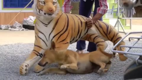 Funny Prank on dogs with fake lion and tiger🤣😅