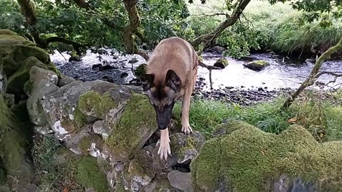 Belgian Malinois Slow Motion Jump