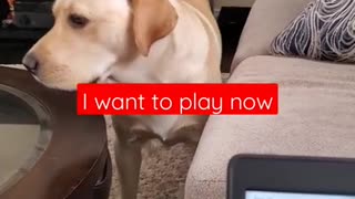 Dog hates it when Disturbed during sleeping | Funny dog video