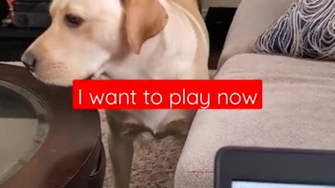 Dog hates it when Disturbed during sleeping | Funny dog video