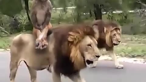 Monkey_🐒_Sitting_on_Lion_🦁_Funny_😅😂🤣Comedy_Short_Video_📷_📸