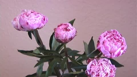 Time Lapse video of peony blooming