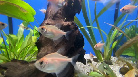 aquarium-Fishes