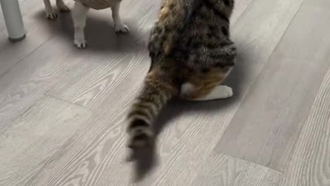 Puppy and cat funny fight