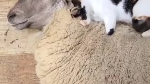The cat is massaging the sheep.