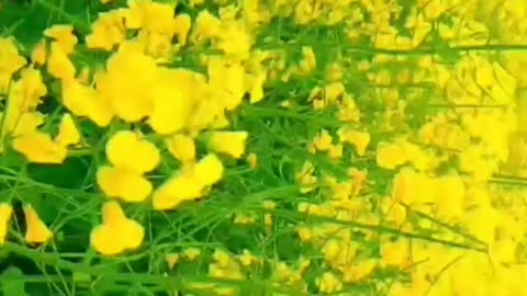 Yellow Flower World | Sad Poetry song