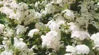 Flowering tree, wind and bees