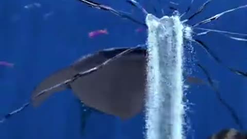 Whale shark break at aquarium