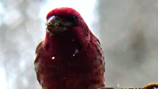 Purple Finch