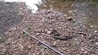 Catching A Snake On A Fishing Pole 🎣😱