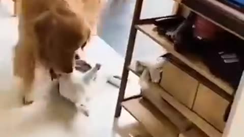 Funny animals video 📸