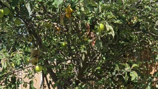 How to produce millions of apple tree - Harvesting and processing Apple