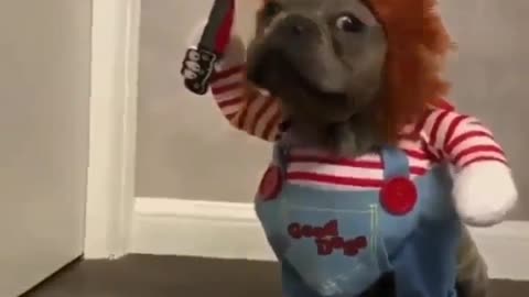 "Chucky's Chuckle-Chase: The Hilarious Hound on the Loose!"