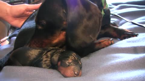 first puppy birth