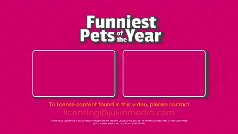 The FUNNIEST Pet Videos of 2024