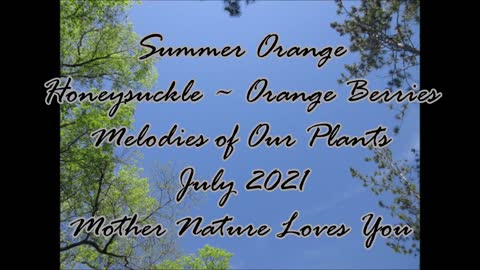 Summer Orange Honeysuckle Orange Berries July 2021