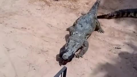 Crocodile Eats Rooster 🐓