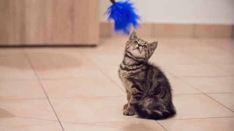 Kitten jumping around the blue feather stick toy