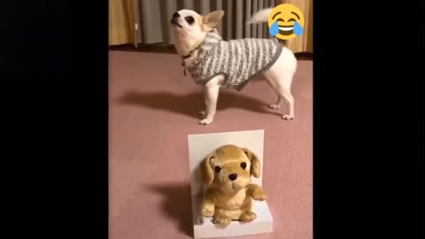 😂Funniest 🐶Dog🐯cat -Awesome Funny Pet Animals video😇