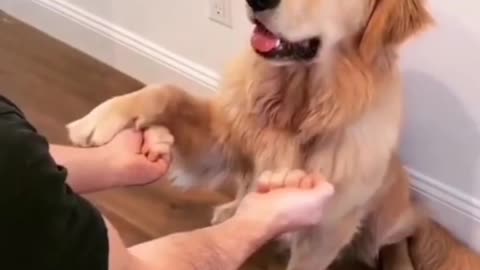 a very funny video of this cute dog