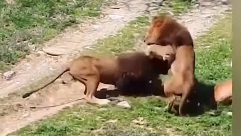 Lions are Fighting Because of Female Lion|بخاطر شیر های ماده میجنگند