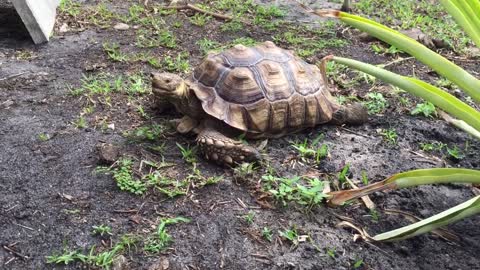 Tortoise eating poo, is it okay?-6