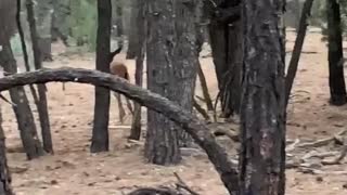 Short Lived Escape for Unlucky Elk