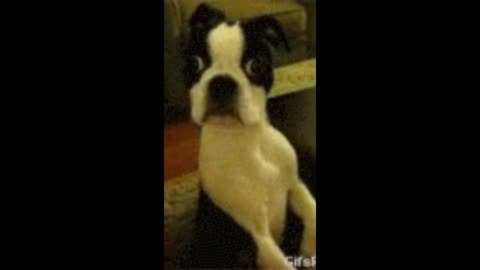Dog's hilarious facial expressions that will make you laugh out loud!