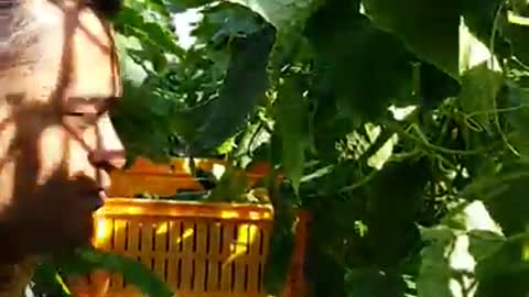 Cucumber Cultivation in Hydroponics