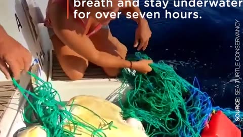 Boaters Drop Everything To Save Turtle Trapped In Net | The Dodo