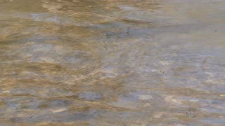 Ganaraska River Steelhead Rainbow Trout Spawning