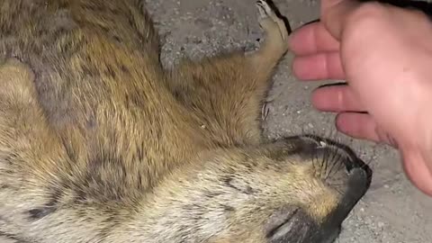 16 #Marmot#Cute pet# Groundhog always pretends to be dead, bah