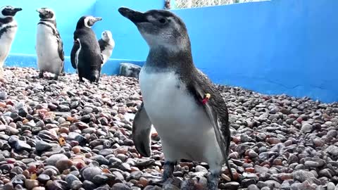 Twelve penguins freed after rehabilitation in Argentina