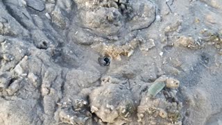 Digging Up A Giant Clam