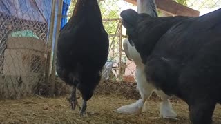 Chicken City episode 2