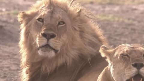 Pride of Lions Walking on the Grass