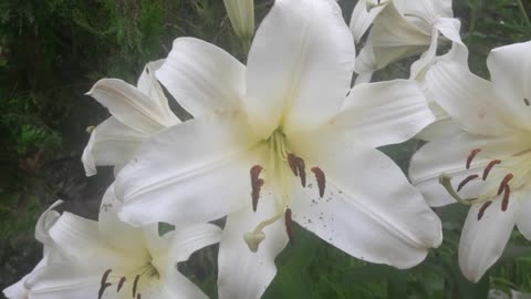 White Lily