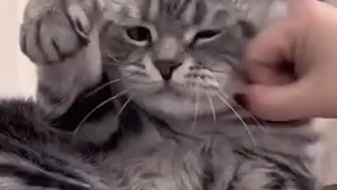 Cat’s Reaction