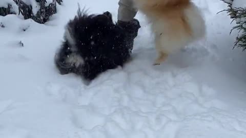 cute dogs playing with boy enjoying in snow